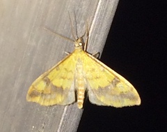 Choristostigma plumbosignalis