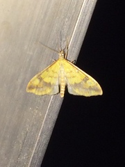 Choristostigma plumbosignalis