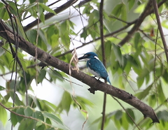 Alcedo coerulescens