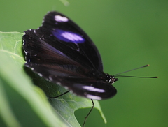 Hypolimnas bolina