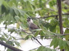 Pycnonotus aurigaster