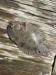 Trinectes maculatus