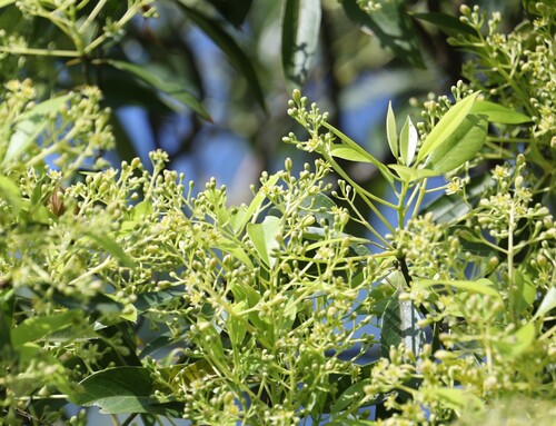 Image of Machilus zuihoensis by (c) 胡正恆(Jackson Hu), some rights reserved (CC BY)