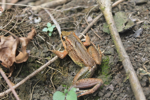 Limnonectes leytensis observed 2024-07-20