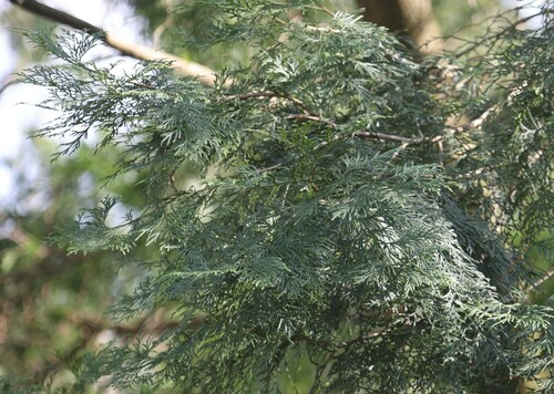 Image of Calocedrus formosana by (c) 胡正恆(Jackson Hu), some rights reserved (CC BY)
