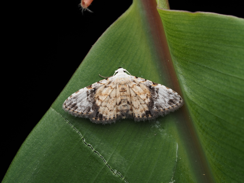 Araeopteron rufescens