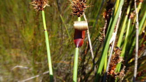 Elegia cuspidata