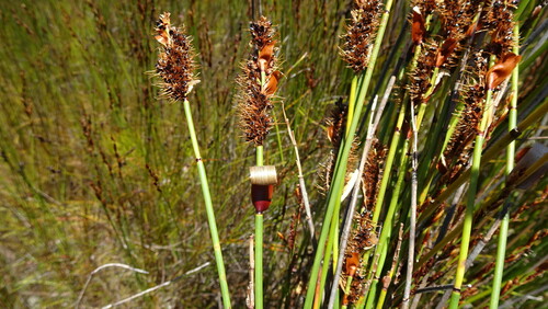 Elegia cuspidata, photograph 3