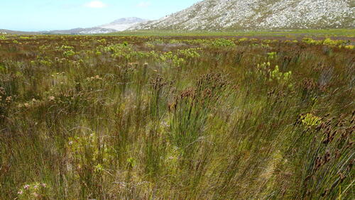 Elegia cuspidata, photograph 4
