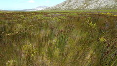 Elegia cuspidata, photograph (c) Paul Emms, some rights reserved (CC BY-SA)