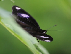 Hypolimnas bolina