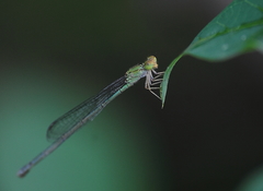 Pseudagrion rubriceps