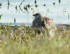 Centrocercus urophasianus