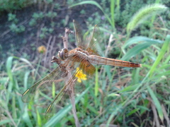 Crocothemis servilia mariannae