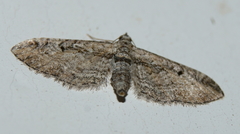 Eupithecia interruptofasciata