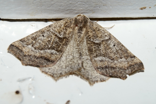 Prochoerodes amplicineraria photo 2