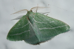 Synchlora bistriaria