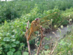 Crocothemis servilia mariannae