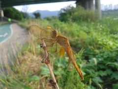 Crocothemis servilia mariannae