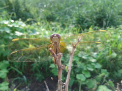 Crocothemis servilia mariannae