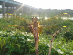 Crocothemis servilia mariannae