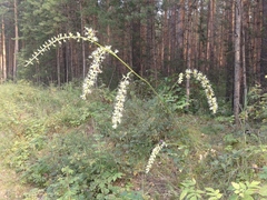 Actaea cimicifuga