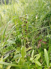 Epipactis helleborine