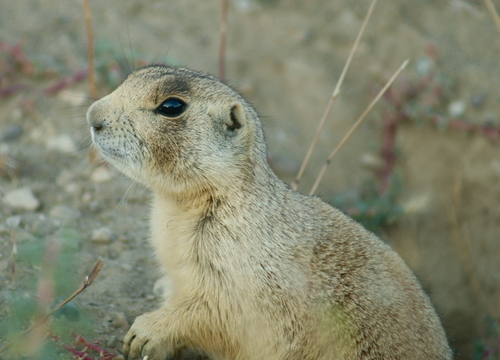 White-tailed Prairie Dog