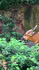 Tragelaphus
