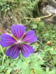 Geranium platypetalum