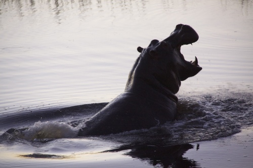 Common Hippopotamus