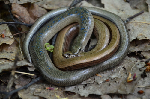 Eastern Slowworm, Ленинский р-н, Саратов, Саратовская обл., Россия, photo 7 of 10