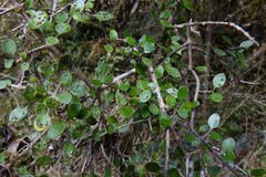 Coprosma wallii