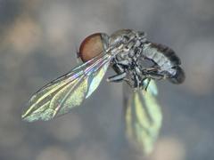 Clistoabdominalis ruralis