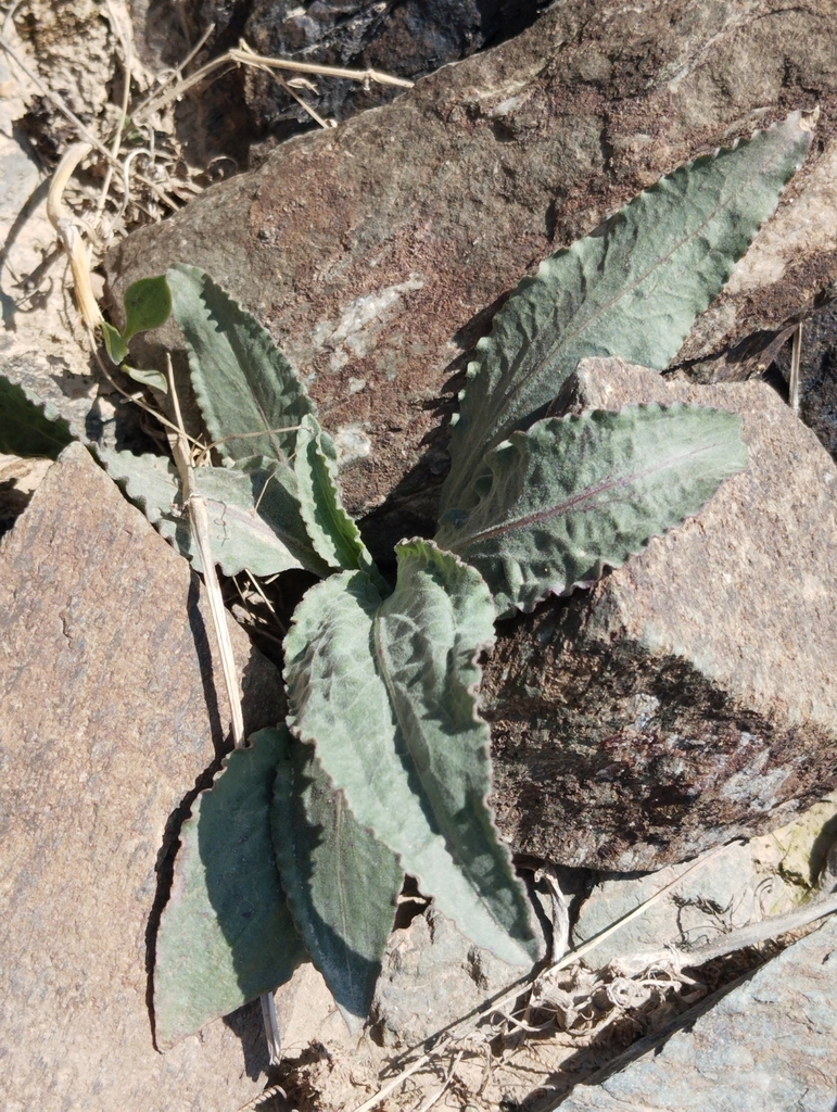 Pseudopodospermum ovatum