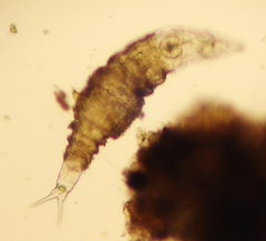 Dissotrocha macrostyla