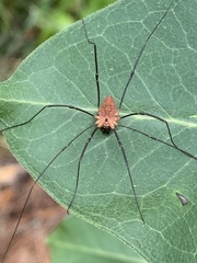 Leiobunum calcar