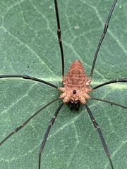 Leiobunum calcar