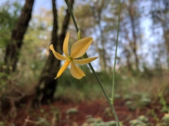 Echeandia reflexa
