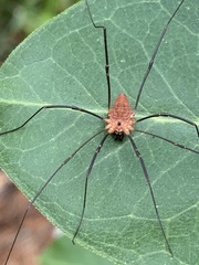 Leiobunum calcar