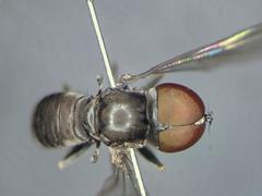 Clistoabdominalis ruralis