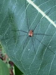 Leiobunum calcar