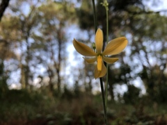 Echeandia reflexa