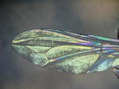 Clistoabdominalis ruralis