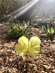 Oenothera howardii