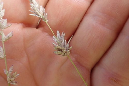 Image of Close-headed Love-grass by no rights reserved