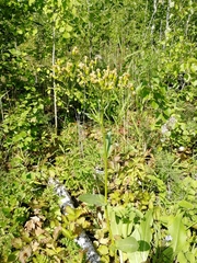 Senecio doria