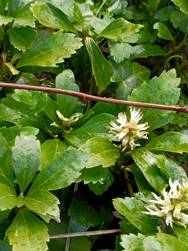 Pachysandra terminalis