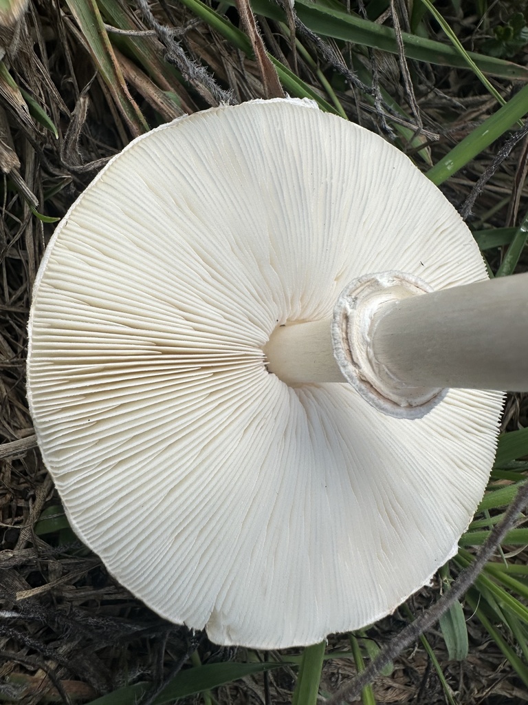 Leucocoprinus leucothites · March 2025 · photo: © prossington (iNaturalist, cc-by)