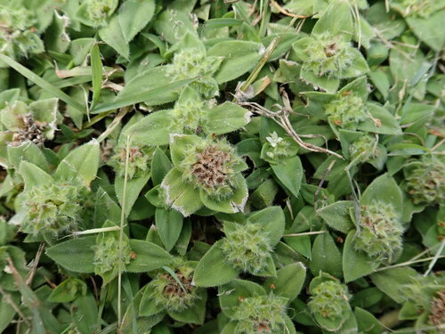 Image of Richardia humistrata by no rights reserved
